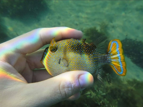 Ornate cowfish (Aracana ornata) — Aracanidae — 2