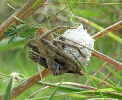 Palystes perornatus