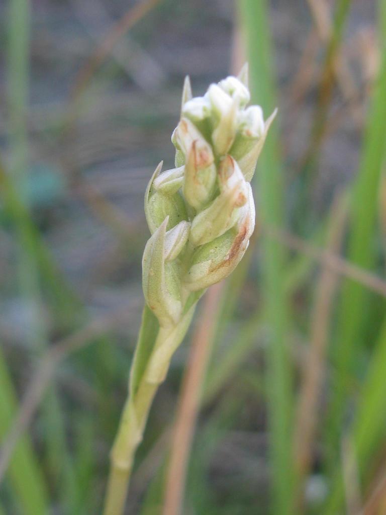 Zeuxine africana