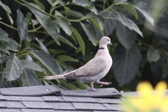 Streptopelia decaocto