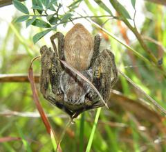 Palystes perornatus