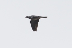 Patagioenas fasciata