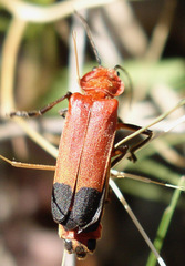 Chauliognathus lecontei