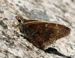 Cogia caicus