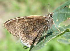 Cogia caicus