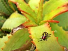 Trichocneorane lineata