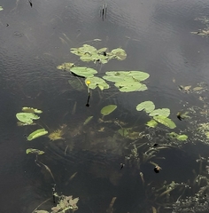 Nuphar lutea