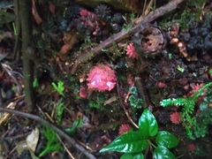 Corynaea