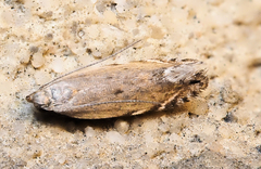 Battaristis concinnusella