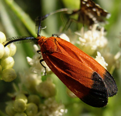 Neoalbertia constans