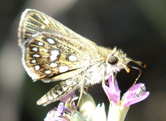 Piruna aea