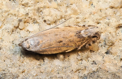 Battaristis concinnusella