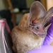 Davis's Round-eared Bat - Photo (c) Jennifer Krauel, some rights reserved (CC BY-NC-ND)