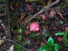 Corynaea