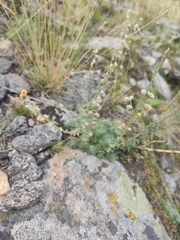 Artemisia cuspidata