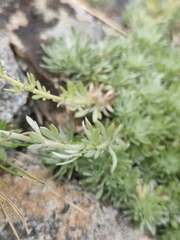 Artemisia cuspidata