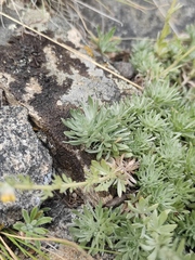 Artemisia cuspidata