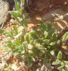 Felicia namaquana