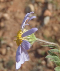 Felicia namaquana