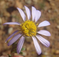 Felicia namaquana