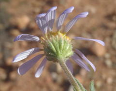 Felicia namaquana