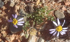 Felicia namaquana