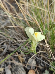 Linaria buriatica
