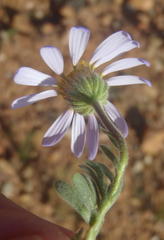 Felicia namaquana