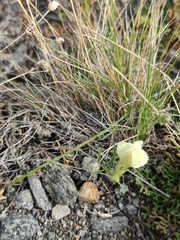 Linaria buriatica