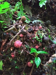 Corynaea