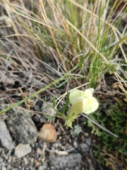 Linaria buriatica