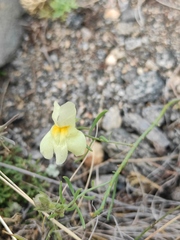 Linaria buriatica