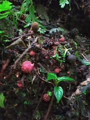 Corynaea