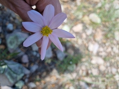 Cosmos palmeri