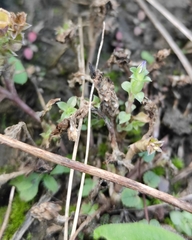 Gentiana squarrosa