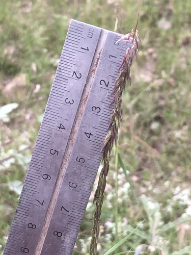 Bouteloua triaena, 2021-08-23