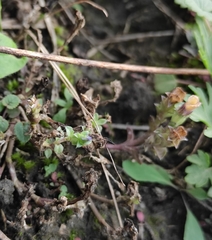 Gentiana squarrosa