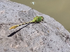 Erpetogomphus crotalinus