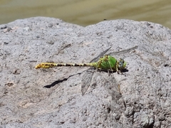 Erpetogomphus crotalinus