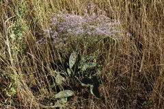 Limonium platyphyllum