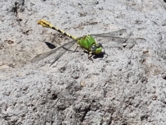 Erpetogomphus crotalinus