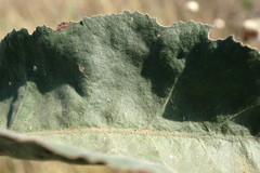 Limonium platyphyllum