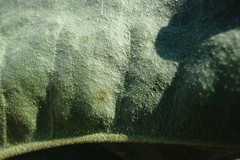 Limonium platyphyllum