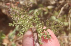 Oncosiphon pilulifer