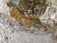 Upogebia affinis