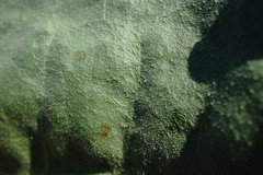 Limonium platyphyllum