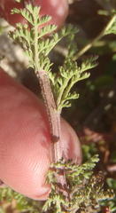 Oncosiphon pilulifer