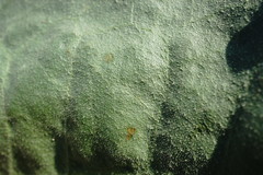 Limonium platyphyllum