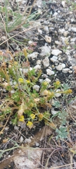Gentiana squarrosa