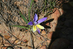 Babiana patula